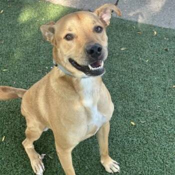 Tim -  Carolina Dog and Mixed Breed Dog for Adoption in Indianapolis, Indiana - Tim | PetCurious
