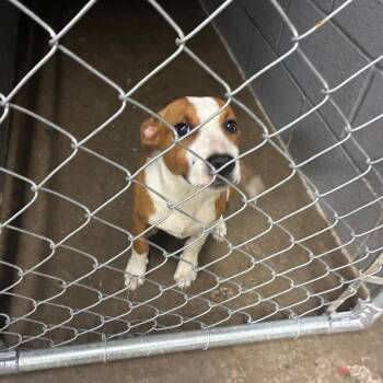 Mr Otter -  Mixed Breed Dog for Adoption in Corbin, Kentucky - Mr Otter | PetCurious