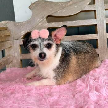Nola Mae -  Chihuahua and Yorkshire Terrier Dog for Adoption in Foley, Alabama - Nola Mae | PetCurious