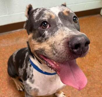 Dolly -  Catahoula Leopard Dog and Pit Bull Terrier Dog for Adoption in Euclid, Ohio - Dolly | PetCurious