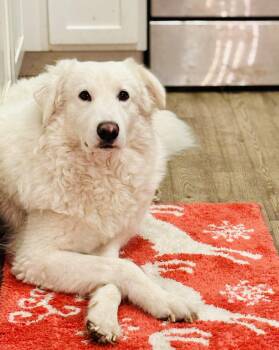 Great Pyrenees Dogs Available for Adoption - Tilly - Pyr Bridge Program | PetCurious