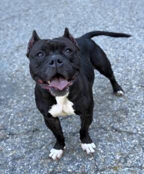 Rescue American Staffordshire Terrier and Pit Bull Terrier Dogs for Adoption in Billerica, Massachusetts - Onyx | PetCurious