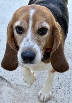Zoey -  Beagle Dog for Adoption in South Plainfield, New Jersey - Zoey | PetCurious