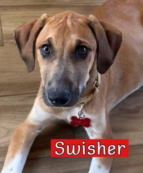 Hound and Rhodesian Ridgeback Dogs Available for Adoption in Southlake, Texas - Swisher | PetCurious