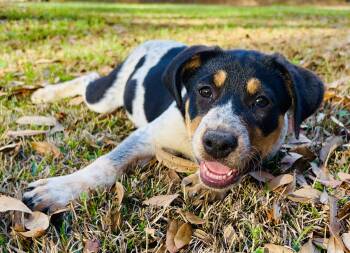 Bluetick Coonhound and Mixed Breed Dogs Available for Adoption -  Marlee | PetCurious