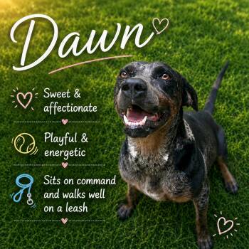 Catahoula Leopard Dog Dogs Available for Adoption in Sherman, Texas - Dawn | PetCurious