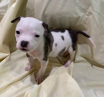 Polar Bear (Bear x10 (5)) -  Pit Bull Terrier and American Staffordshire Terrier Dog for Adoption in Hartsville, South Carolina - Polar Bear (Bear X10 (5)) | PetCurious
