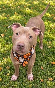 Cadbury -  Mixed Breed Dog for Adoption in Hamilton, Ohio - Cadbury | PetCurious