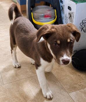 Australian Shepherd Dogs Available for Adoption in Grand Rapids, Michigan - Woody | PetCurious