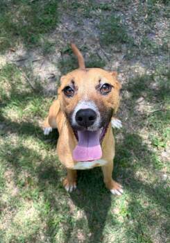 Dakota / Janet -  Labrador Retriever Dog for Adoption in Little Rock, Arkansas - Dakota / Janet | PetCurious
