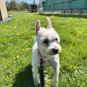 Annie -  West Highland White Terrier Westie Dog for Adoption in Harrisonburg, Virginia - Annie | PetCurious