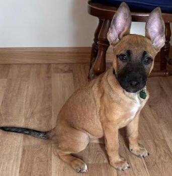 Hailee -  Shepherd and Pit Bull Terrier Dog for Adoption in Tonawanda, New York - Hailee | PetCurious