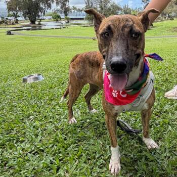 Beauty -  Mixed Breed Dog for Adoption in Bend, Oregon - Beauty | PetCurious