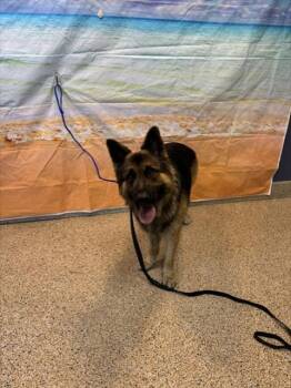 BESTIE -  German Shepherd Dog Dog for Adoption in Doral, Florida - BESTIE | PetCurious