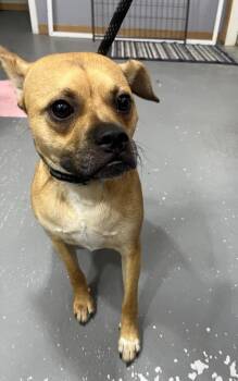 Pug and Chihuahua Dogs Available for Adoption in Kell, Illinois - Pugsly | PetCurious