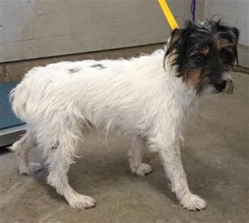 CHERRY BERRY -  Parson Russell Terrier Dog for Adoption in Camarillo, California - CHERRY BERRY | PetCurious