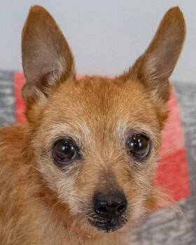 Chihuahua Dogs Available for Adoption in Kennesaw, Georgia - Donna | PetCurious