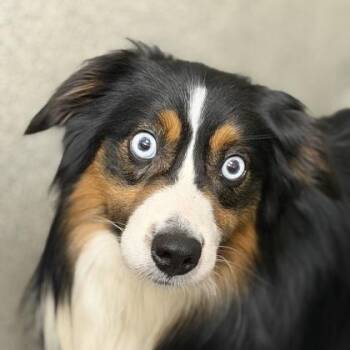Mickey -  Australian Shepherd Dog for Adoption in Sacramento, California - Mickey | PetCurious
