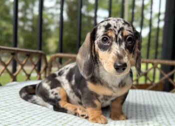 Noodle -  Dachshund Dog for Adoption in Auburndale, Florida - Noodle | PetCurious
