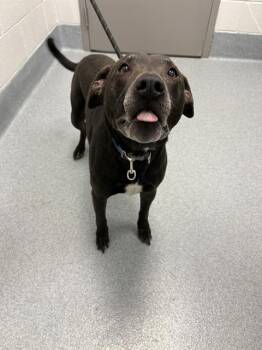 MILES -  Pit Bull Terrier Dog for Adoption in Indianapolis, Indiana - MILES | PetCurious