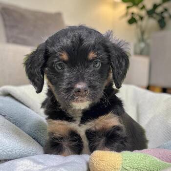 Bloom Pup - Crocus -  Spaniel and Chihuahua Dog for Adoption in San Diego, California - Bloom Pup - Crocus | PetCurious