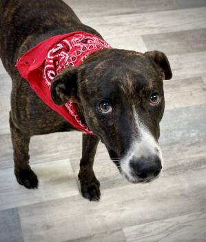 Rescue Plott Hound Dogs for Adoption in Lufkin, Texas - Tiramisu | PetCurious