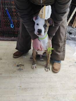 Rescue American Pit Bull Terrier Dogs for Adoption in Richmond, Indiana - Dozer  | PetCurious