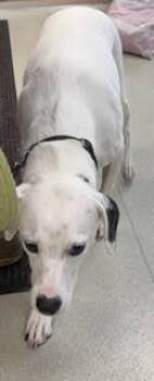 Dalmatian and Mixed Breed Dogs Available for Adoption in Maryville, Tennessee - Obie | PetCurious