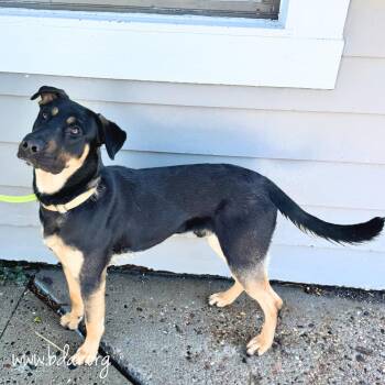 Bubba -  German Shepherd Dog and Doberman Pinscher Dog for Adoption in Cheyenne, Wyoming - Bubba | PetCurious