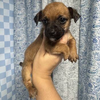 Scout -  Shih Tzu and Chihuahua Dog for Adoption in Crosby, Texas - Scout | PetCurious