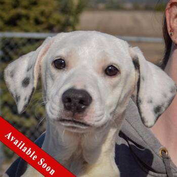 Blanche -  Pointer and Beagle Dog for Adoption in Huntley, Illinois - Blanche | PetCurious