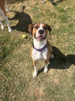 Vivi -  Mixed Breed Dog for Adoption in Clarksville, Tennessee - Vivi | PetCurious