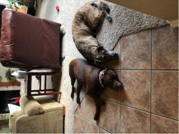 Rescue Labrador Retriever and Boxer Dogs for Adoption in San Antonio, Texas - Luna | PetCurious