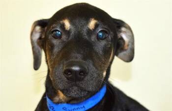 SUNNY -  Doberman Pinscher and Mixed Breed Dog Available for Adoption in Fort Lauderdale, Florida - SUNNY | PetCurious