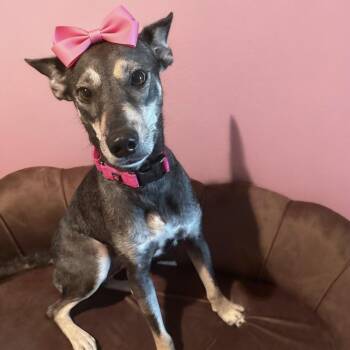 Gissel -  German Shepherd Dog Dog for Adoption in Houston, Texas - Gissel | PetCurious