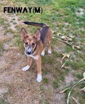 Shepherd and Husky Dogs Available for Adoption in Pembroke, Massachusetts - Fenway | PetCurious