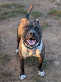 Rescue Pit Bull Terrier Dogs for Adoption in Sacramento, California - RAFI | PetCurious