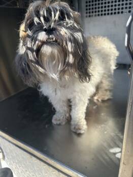 Rescue Shih Tzu and Mixed Breed Dogs for Adoption in Fort Worth, Texas - 59800358 | PetCurious