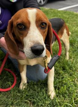 Black And Tan Coonhound Dogs Available for Adoption in Greenbelt, Maryland - Thaddeus | PetCurious