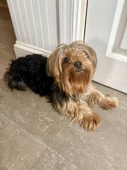 Yorkshire Terrier Dogs Available for Adoption - Gizmo The Thrasher | PetCurious