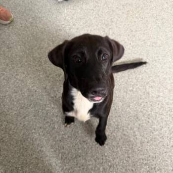Rocky -  Hound and Labrador Retriever Dog for Adoption in Enfield, New Hampshire - Rocky | PetCurious