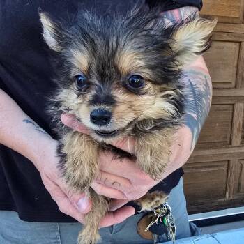 Thackery -  Pomeranian and Mixed Breed Dog for Adoption in Klamath Falls, Oregon - Thackery | PetCurious