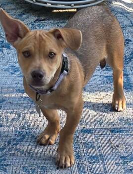 Marlon -  Mixed Breed Dog for Adoption in Waunakee, Wisconsin - Marlon | PetCurious