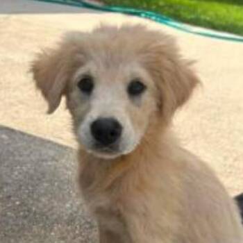 Wendy -  Mixed Breed Dog for Adoption in Briarcliff Manor, New York - Wendy | PetCurious