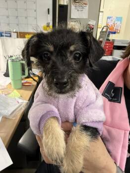 Terrier Dogs Available for Adoption - Pippa | PetCurious