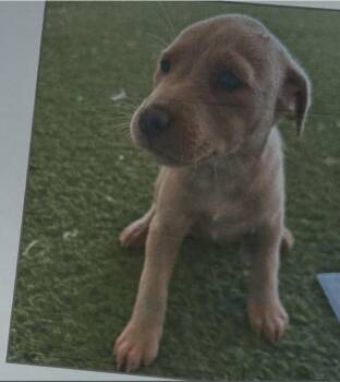 Labrador Retriever Dogs Available for Adoption in New York, New York - Kansas (p) | PetCurious