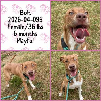 Labrador Retriever Dogs Available for Adoption in Winder, Georgia - 2026-04-099 *Bolt* | PetCurious