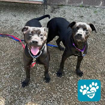 Mixed Breed Dogs Available for Adoption in Mentor, Ohio - Two Toes | PetCurious