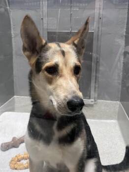 German Shepherd Dog Dogs Available for Adoption in Alameda, California - APPLEJACK | PetCurious