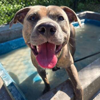 Angora -  Pit Bull Terrier Dog for Adoption in Philadelphia, Pennsylvania - Angora | PetCurious